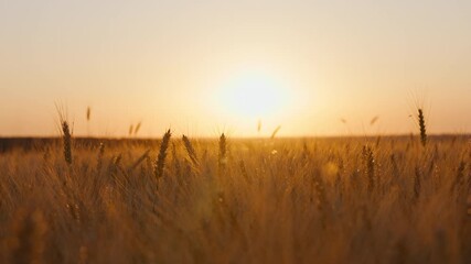 Poster - Silhouette of wheat spikelets in rays of sun at sunset on hot summer day golden disk of sun. Blurred wheat agricultural field panorama. Nature. Lens flares