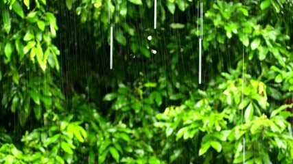 Wall Mural - Blurred   tree while raining , in the evening  Chiangmai Thailand.