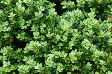 Wall Mural - Buxus microphylla is a type of dwarf evergreen shrub plant found in Japan. Background of green leaves.