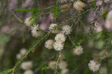 Wall Mural - Melaleuca ericifolia (swamp paperbark) flowers on tree in spring Arboretum Park Southern Cultures in Sirius (Adler) Sochi. Paperbark tree (Tea tree) flowering with white bottlebrush blooms.