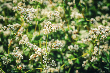 Buckwheat flowering in the field. White buckwheat flowers in summer