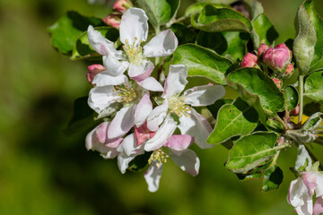 Wall Mural - A blooming apple tree. Pink and white apple blossoms on a branch in spring. Floral spring and summer background.