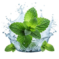 Wall Mural - Fresh green mint leaves splashing with water isolated on white and transparent background