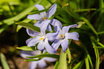 Wall Mural - Scilla luciliae is flowering plant in family Asparagaceae, Scilla sect. Chionodoxa, Bossier's glory-of-the-snow or Lucile's glory-of-the-snow in spring