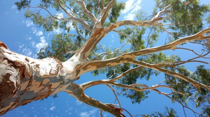 close up of eucalyptus tree under blue sky