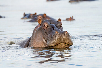 Poster - Hippopotamus shows dominant behaviour. A close encounter from a boat in the Chobe River on the border between Botswana and Namibia. 