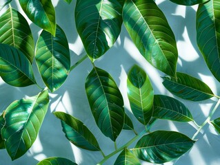 Poster - Vibrant Tropical Morning with Sunlit Green Mango Leaves - Close-Up of Natural, Lush Foliage Creating Depth and Texture