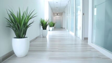 A long hallway with white walls and a white floor. There are several potted plants in the hallway, including one in the middle and two on the right side