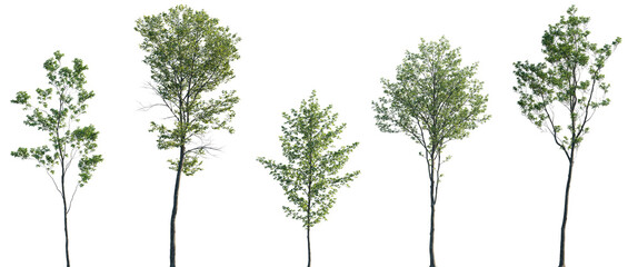 Wall Mural - acer pseudoplatanus, alnus glutinosa, ulmus pumila, castanea sativa, quercus robur frontal set trees