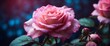 © DEER FLUFFY - Beautiful rose flower in nature outdoors in pink sunlight on dark background, soft selective focus Author's toning in blue and magenta colors Refined, elegant artistic image.