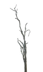 Wall Mural - dead tree branch isolated on transparent background png file.