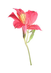 Sticker - Beautiful red alstroemeria flower isolated on white