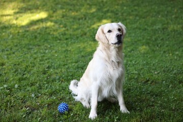 Wall Mural - Cute Golden Retriever and dog toy on green grass