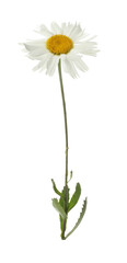 Wall Mural - One beautiful chamomile flower on white background