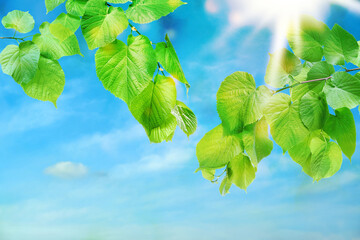 Wall Mural - Tree branch with green leaves against beautiful sky