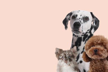 Wall Mural - Adorable dogs on light pink background. Space for text