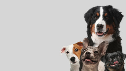 Wall Mural - Adorable dogs on light grey background. Banner design with space for text