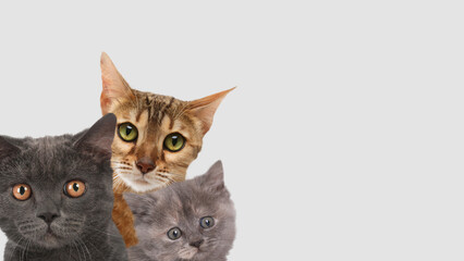 Wall Mural - Cute cats on light grey background, banner design with space for text. Lovely pets