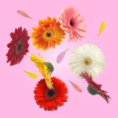 Wall Mural - Colorful gerbera flowers in air on pink background