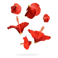 Poster - Red hibiscus flowers in air on white background