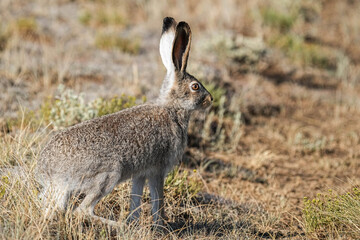 White-tailed jackrabbit - Colorado