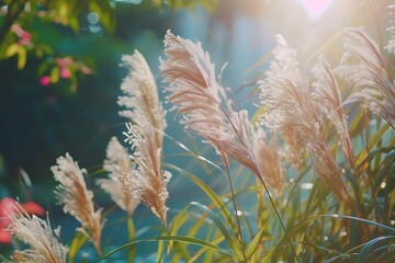 Wall Mural - Delicate White Feather Grass in Sunlight -  Nature Photography