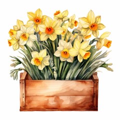 Wall Mural - Watercolor Painting of Daffodils in a Wooden Crate