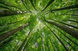 © DailyStock - Breath-Taking View of Canopy Above Tall Green Trees in Lush Forest During Daytime