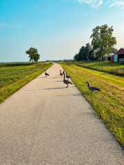 Sticker - A group of ducks walk across a paved trail. Rural setting with grassy fields on either side of the road. Blue morning skies overhead.