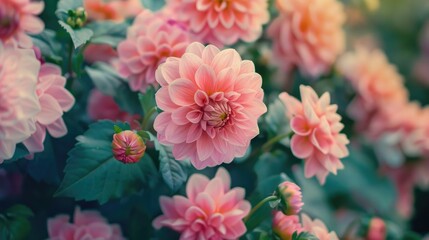 Wall Mural - floral blooms in pink hues in the garden