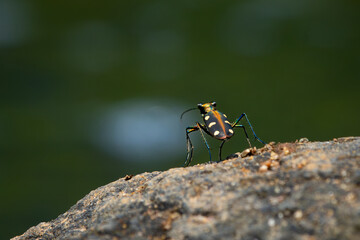 Wall Mural - Blue-spotted tiger beetle or golden-spotted tiger beetle (Cicindela aurulenta) perching on a river rock, with natural river background