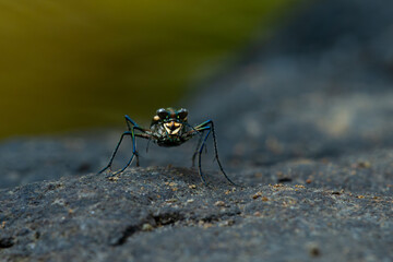 Wall Mural - Blue-spotted tiger beetle or golden-spotted tiger beetle (Cicindela aurulenta) perching on a river rock, with natural river background