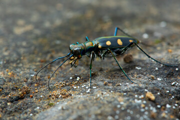 Wall Mural - Blue-spotted tiger beetle or golden-spotted tiger beetle (Cicindela aurulenta) perching on a river rock, with natural river background