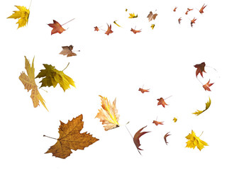 Wall Mural - leaf leaves spinning falling air wind png isolated autumn