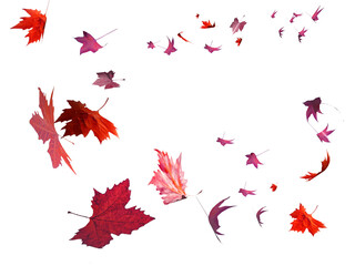 Wall Mural - leaf leaves spinning falling air wind png isolated autumn