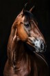 © Agustin - Majestic Arabian Horse Portrait on Dark Background