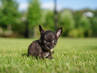 Adorable grey chihuahua puppy sitting on a lush green lawn