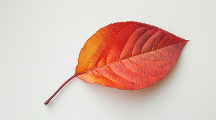 Wall Mural - close-up of a vibrant red and orange autumn leaf on a white background. nature and fall season conce