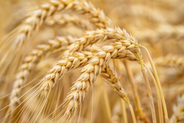 Yellow wheat grain ready for harvest, close up