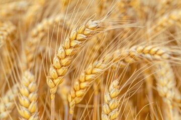 Yellow wheat grain ready for harvest, close up