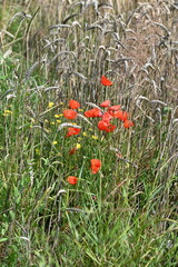 Sticker - Klatschmohn an Getreidefeld