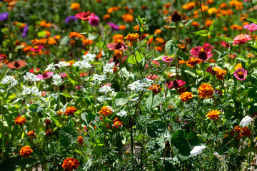 Wall Mural - Colorful plant in summer garden