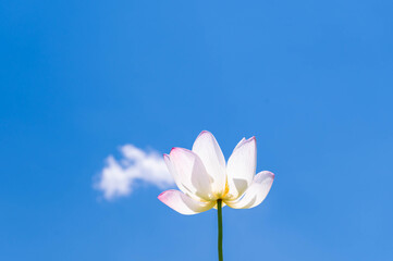 Canvas Print - 蓮の花と青空