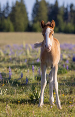 Wall Mural - Wild Horse Foal in Summer in the Pryor Mountains Montana