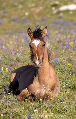 Wall Mural - Wild Horse Foal in Summer in the Pryor Mountains Montana