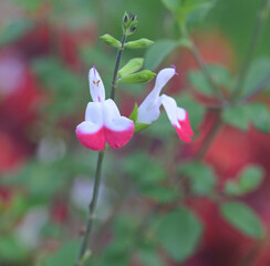 Sticker - Beautiful close-up of salvia microphylla