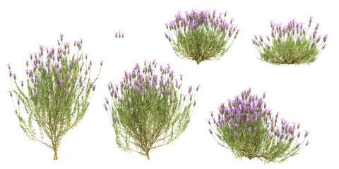 Fototapete - Spanish lavender on transparent background, for illustration, digital composition, and architecture visualization