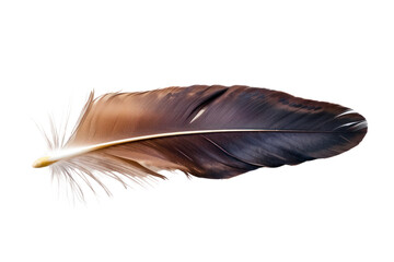 Single eagle feather, sharp feather edges and intricate details isolated on white background.