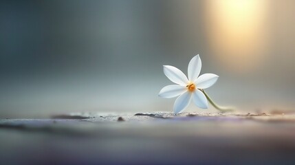 Poster -   Single white flower on top of sandy beach by water during fog