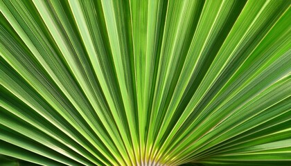 Wall Mural - close up green palm leaf texture leaf of fiji fan palm